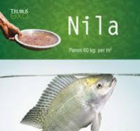 Nila: panen 60 kg per m2 / Redaksi Trubus